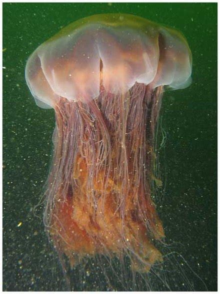 lion's mane jellyfish conservation status.